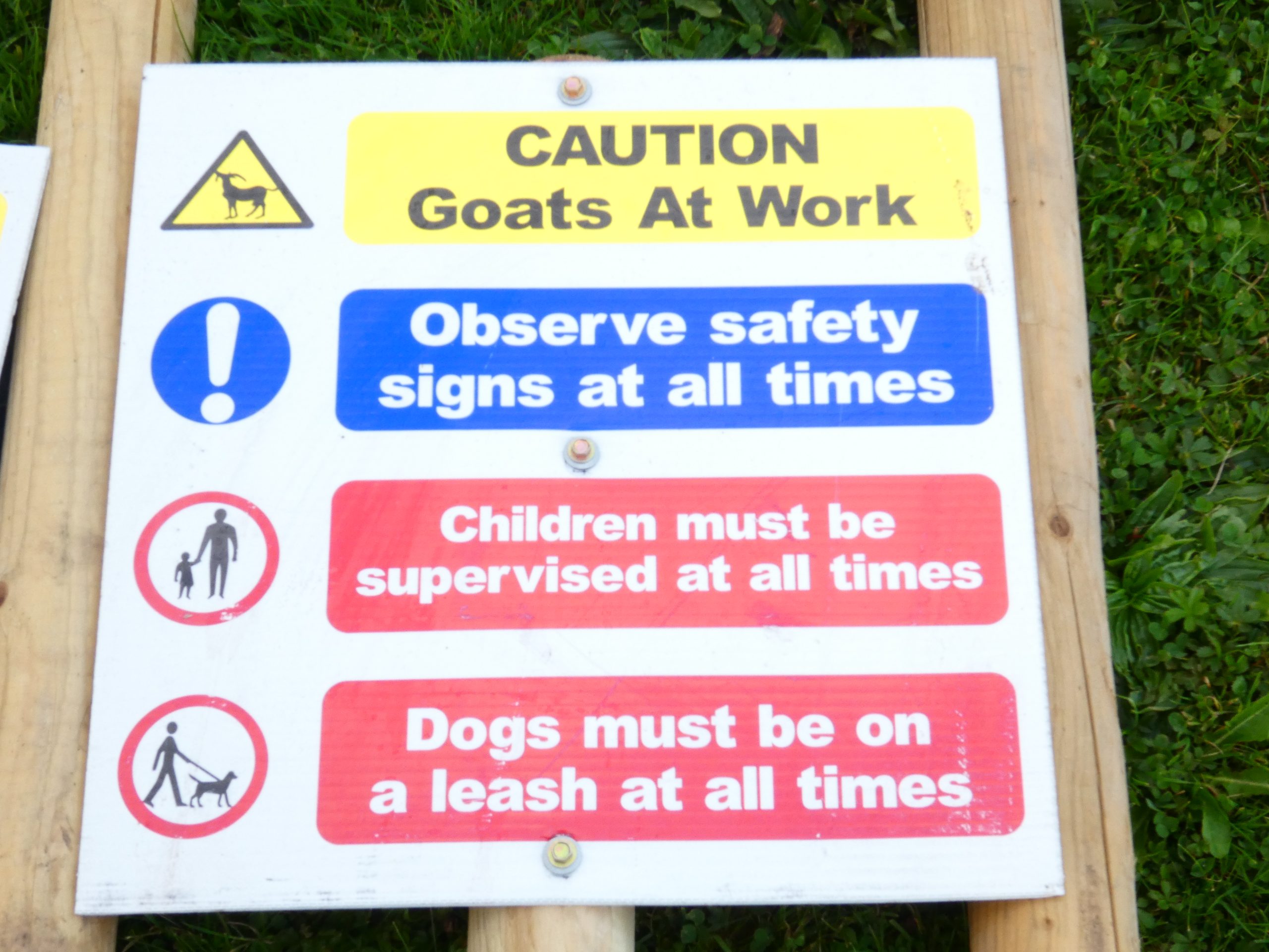 Read more about the article A Sustainable and Educational Week with William Walsh and His Herd of Goats at Midleton College